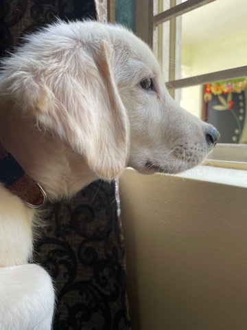 Golden Retriever – golden retriever