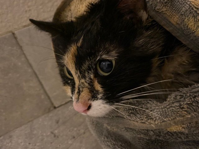 Found kitten