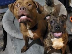 2 beautiful dogs – Stalybridge