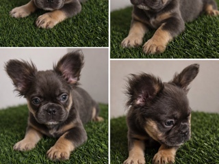 French Bulldog – exotic Frenchie bulldog – Cincinnati