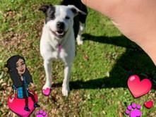 Boxer – Sophie – Irving
