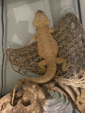 Any – beared dragon with tank/decor