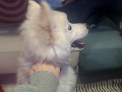 Pomsky – pomsky – Pomona