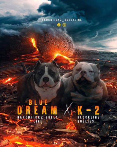 American Bulldog – Blue Dream x K2