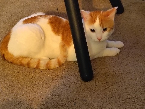 male cat – Des Moines