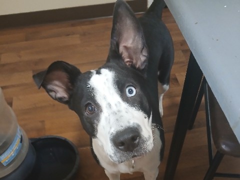 cow dog mix – Vale