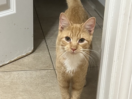 orange kitten