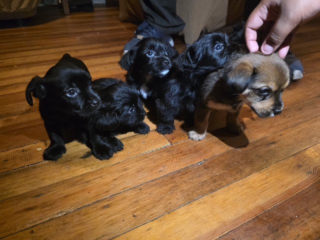 Yorkshire Terrier – Yorkies – Richmond