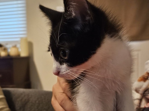 American Shorthair – free tuxedo kittens – Princeton