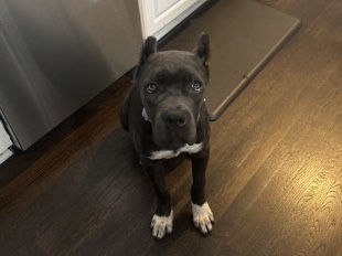 Cane Corso – Puppy for sale! – Alpharetta