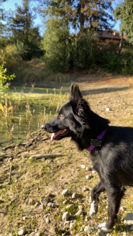 Border Collie – Rehoming dog