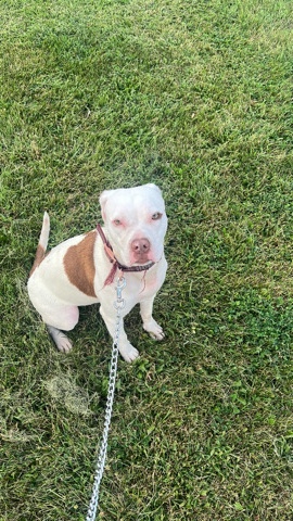 American Staffordshire Terrier – American Staffordshire terrier puppy for sale