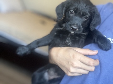 Poodle – poodle mix – Riverside