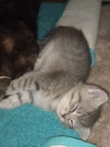 American Shorthair – DD's Kitten#4