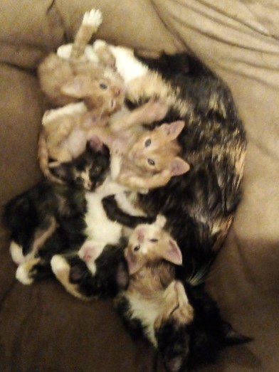 5 kittens need good homes