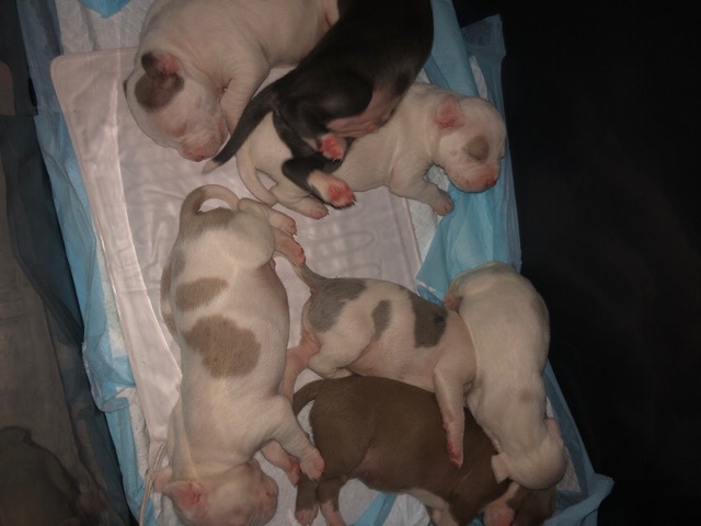 xl bully puppy’s