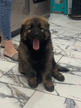 German Shepherd – DDR working line sable German shepherd