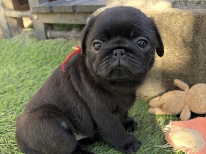 Pug – pug puppies available for adoption – Los Angeles