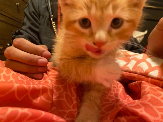 New Born Cat