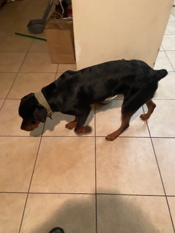 Rottweiler – a loving dog