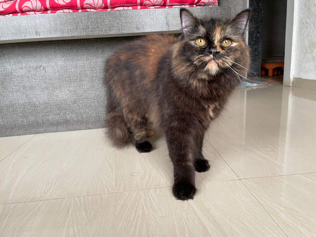 Persian (Traditional) – selling female cat only for male cat owner