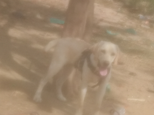 for another dog