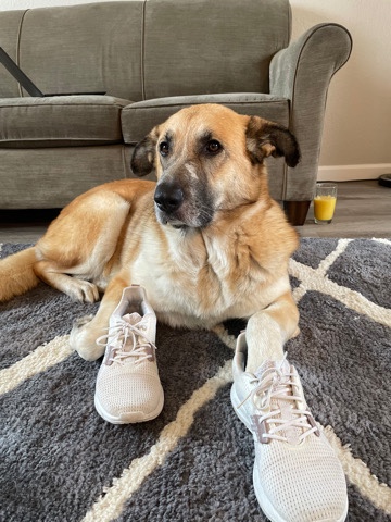 German Shepherd – Dobby is looking for a new home!