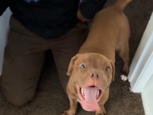 Mixed Breed – rehome – Phoenix