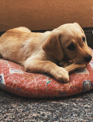 Hare Indian Dog – Labrador female puppy