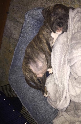 Cane Corso – Ace