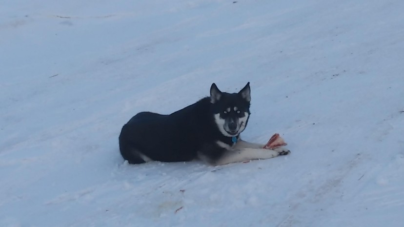 German Shepherd – Part Husky/German Shephard