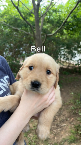 Golden Retriever – Golden Retriever Puppies!!