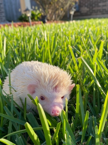hedgehog – selling