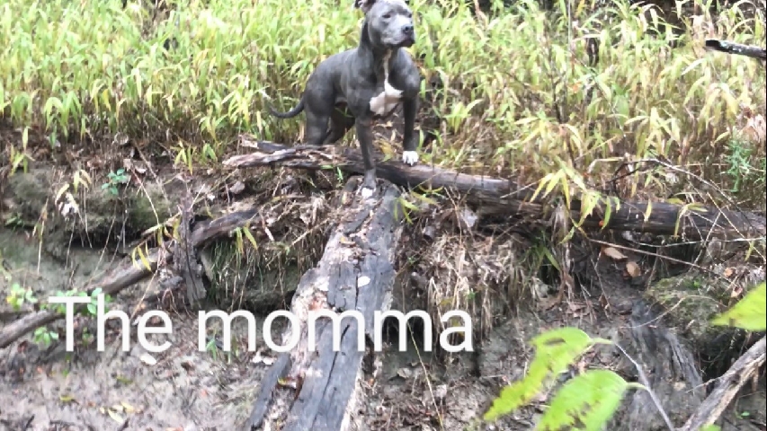 American Pit Bull Terrier – pitbull puppies