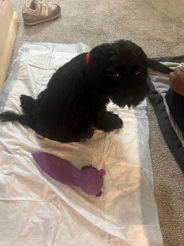 American Cocker Spaniel – cockapoo