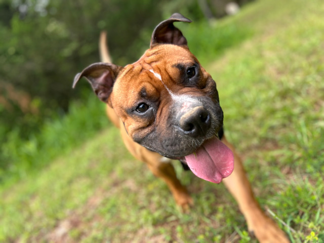 American Pit Bull Terrier – Beautiful Puppy