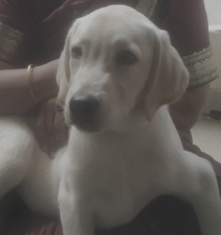 Labrador Retriever – sell Labrador