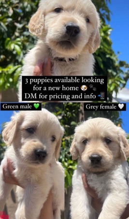 Golden Retriever – Golden Retriver Puppies