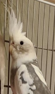 Cockatiel For Sell