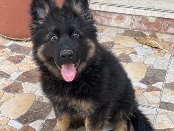 German Shepherd - GERMAN SHEPHERD available for adoption in Dubai