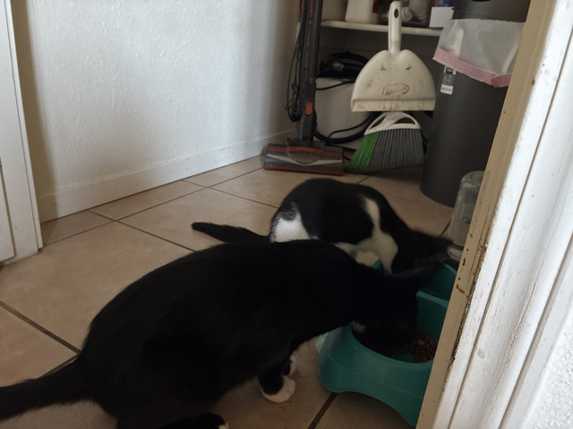 American Shorthair – Tuxedo Mama and black and white baby – Tulare
