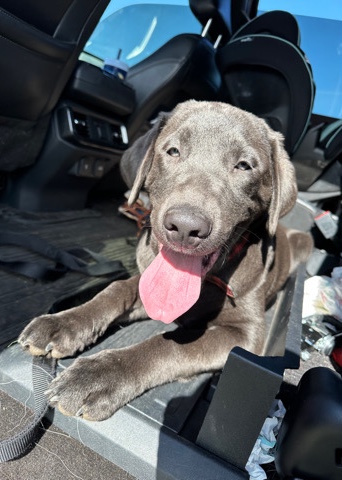 Labrador Retriever – Bear is an AKC registered puppy