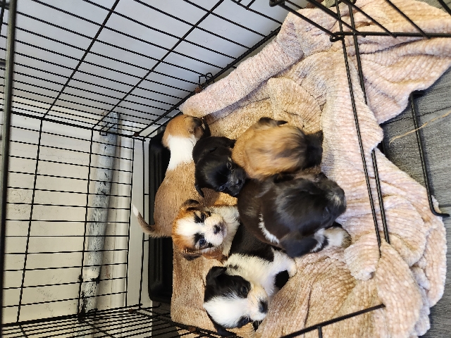 Lhasa Apso – lhasa apso Cross 450