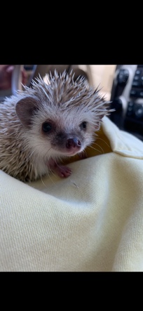 hedgehog – Sunny the hedgehog