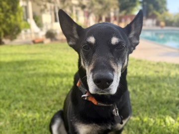 Australian Kelpie – sweet senior looking for a loving home – Carlsbad