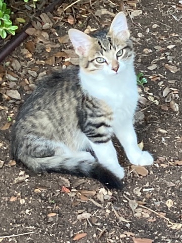 1yr old cat/kitten named Rascal