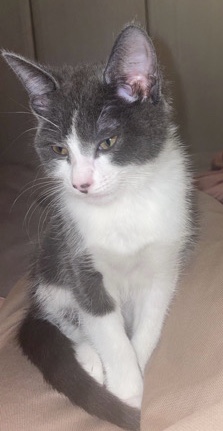 Beautiful Grey and White kitten for sale