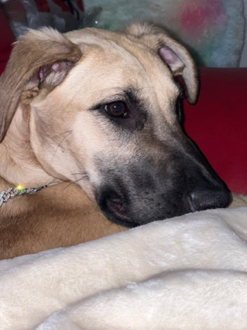Bullmastiff – rehome needed for 9 month old bull mastiff