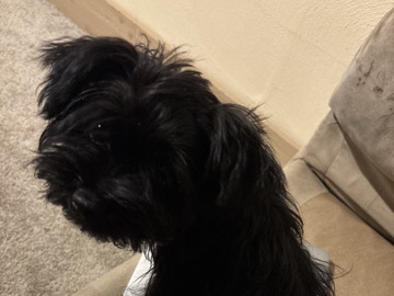 Yorkie Poo – yorki boy – Swansea