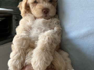 Maltipoo – maltipoo 4 Sale – Tustin